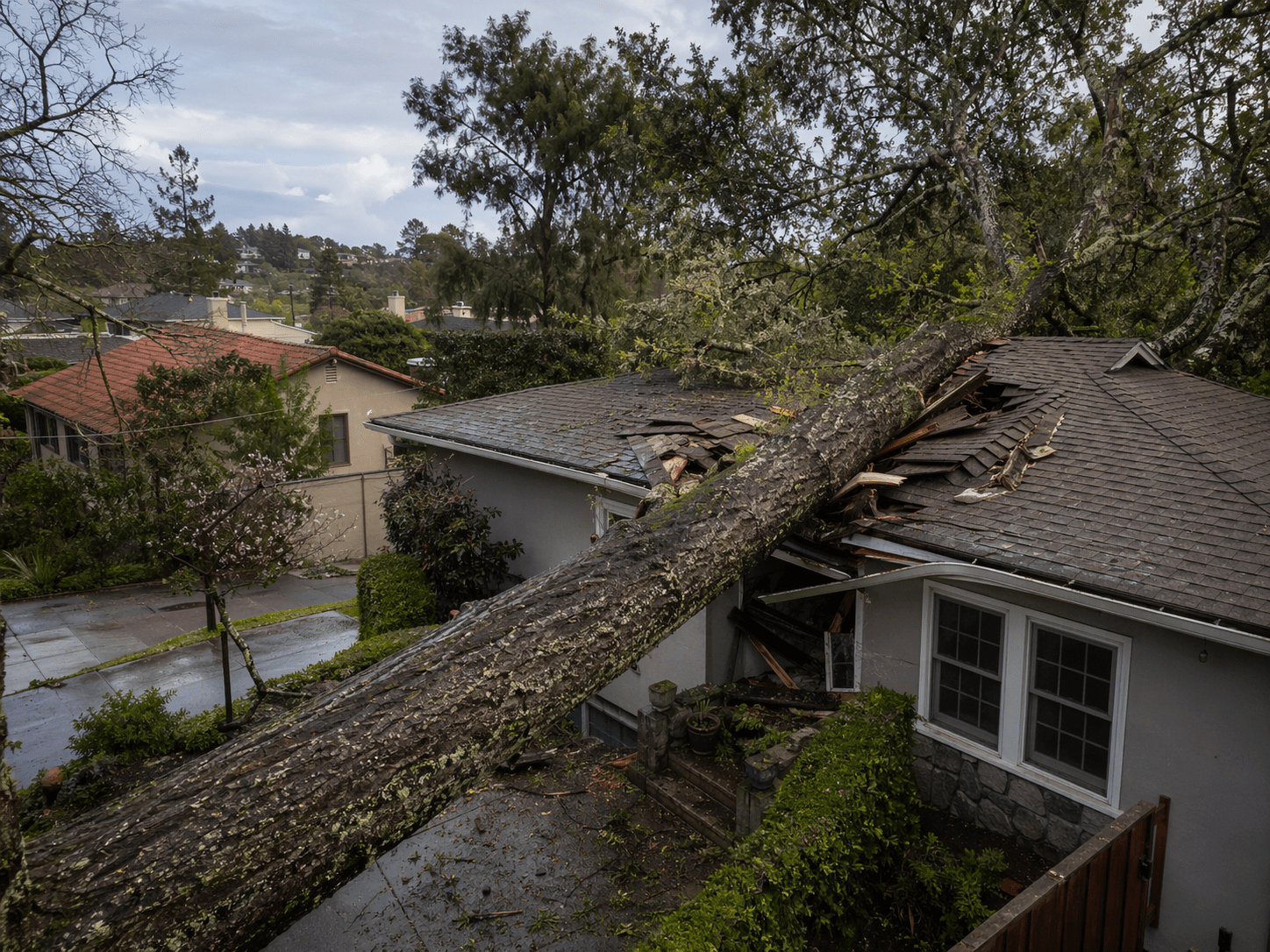 cracked-trunk-split-tree