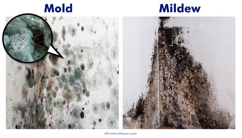 It’s black mold, right?