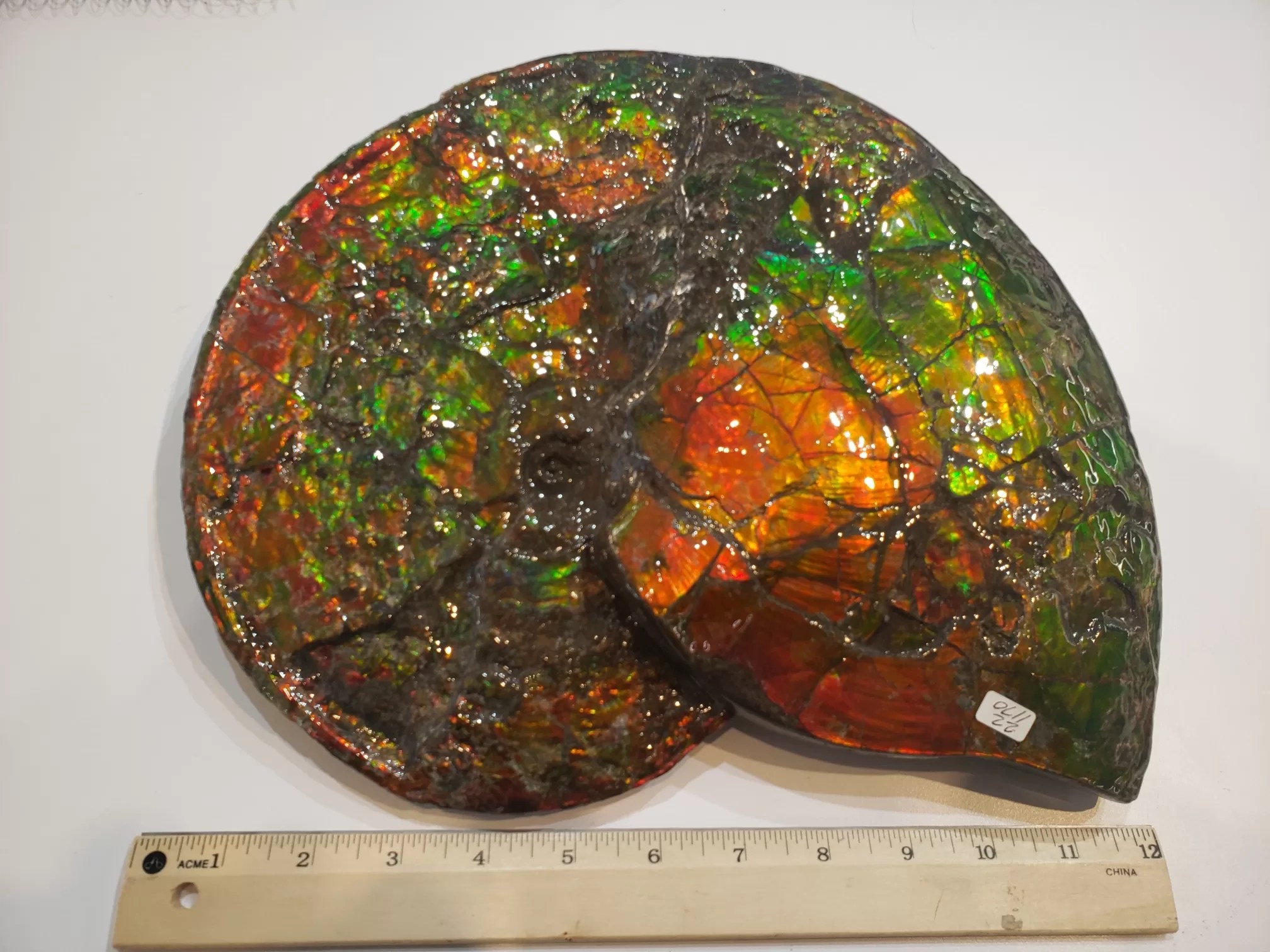Ammolite Ammonite for Sale 4 Fossils for Sale