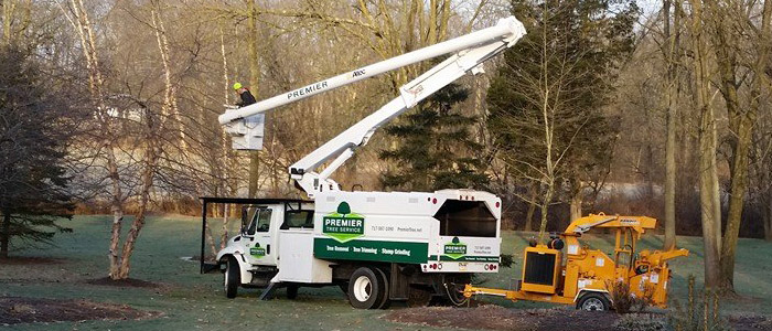 Now is the time to trim your trees - Premier Tree Service