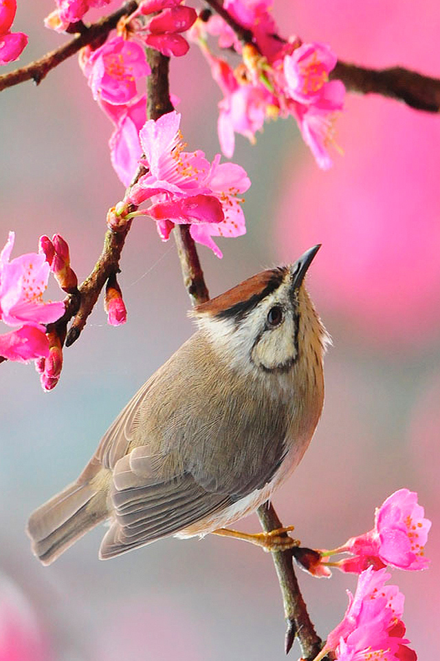 These 228 spring iphone wallpapers are free to download for your iphone. 10 Free Spring Iphone Wallpapers Premiumcoding