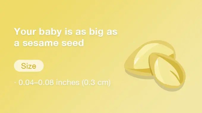 At 5 weeks pregnant your baby is the size of an orange seed and is measurable at around 0.04-0.08 inches in length