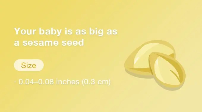In der 5. Schwangerschaftswoche ist dein Baby so groß wie ein Orangenkern und misst etwa 0,1–0,2 cm in der Länge