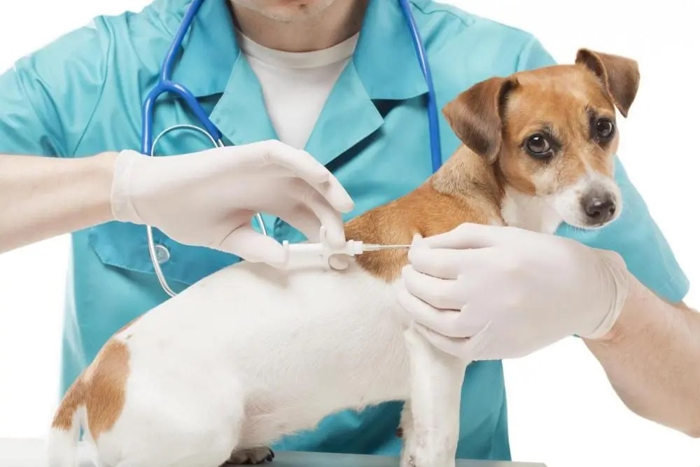 ¿Por qué colocar un microchip en tu mascota?