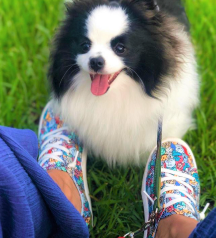 BobsForDogs_32604MLT
