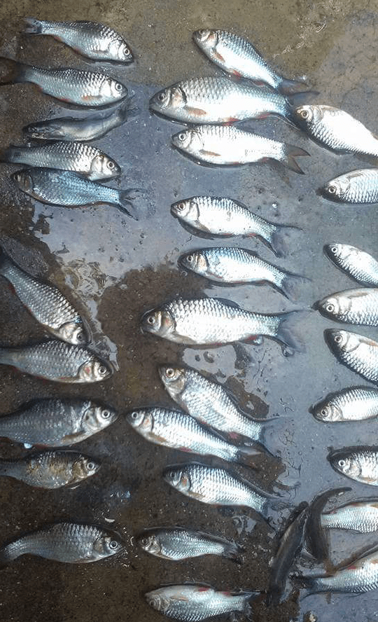 Dapatkan Gambar Paling Jitu 6 Umpan Mancing Ikan Lais Tembiring Di Sungai Terbaru oleh www.lampunghits.com