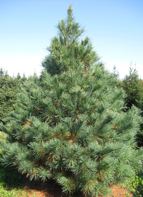 Image result for white pine tree