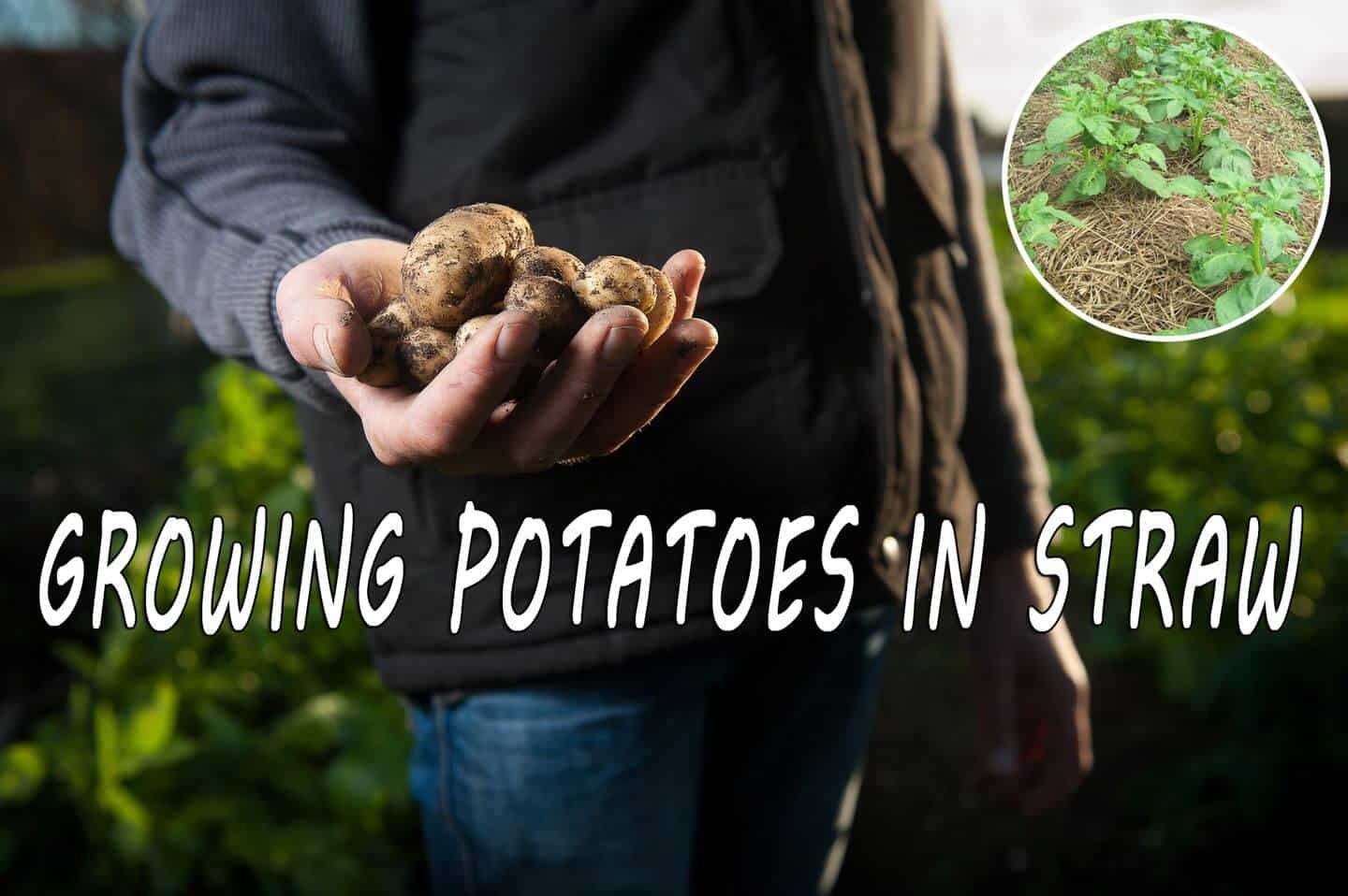 Growing Potatoes in Straw