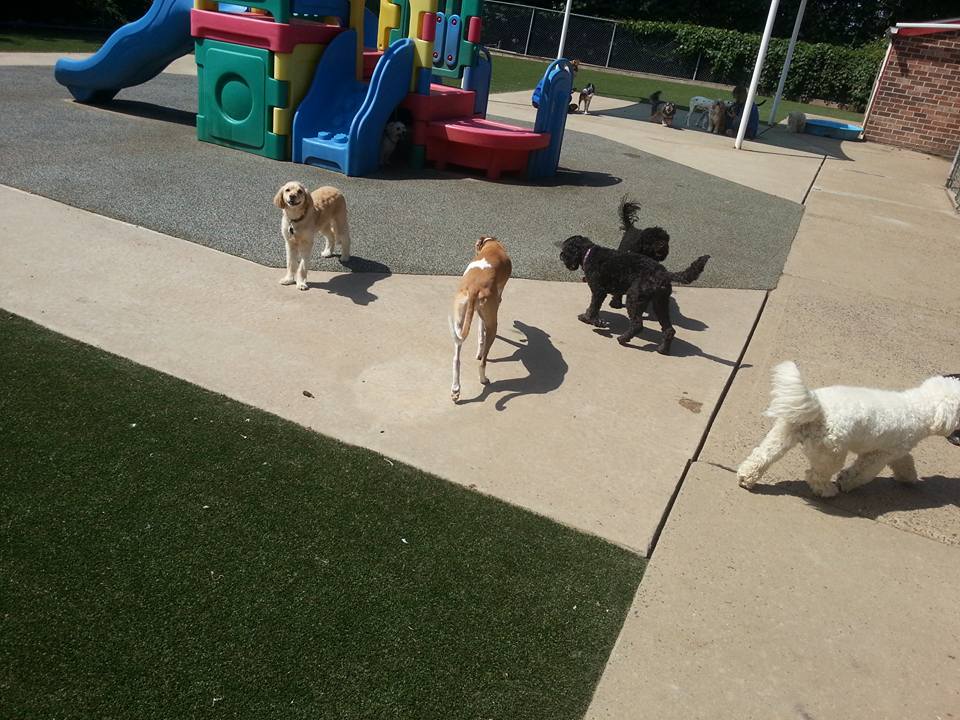 preppy pet warmister - pet boarding warmister pa on tail country pet resort doylestown pa