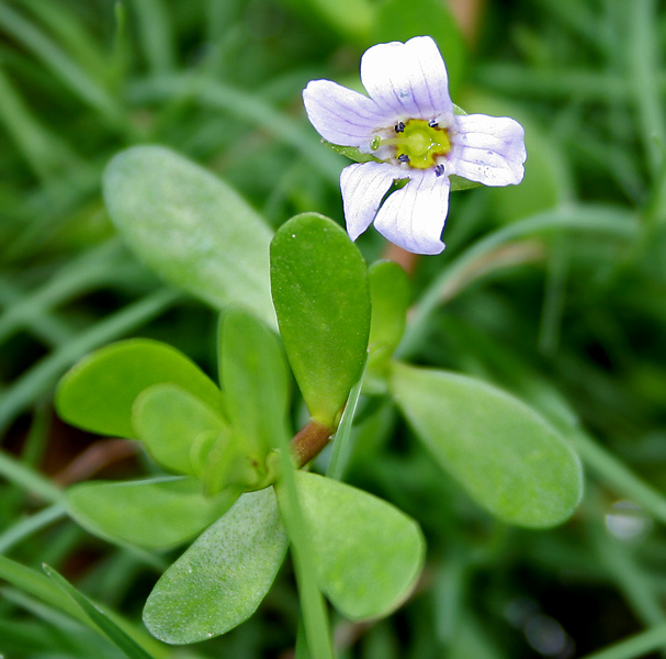 Bacopa