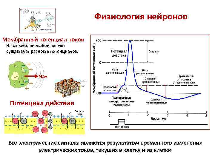 Словарь терминов. Анатомия нервной системы Функциональная анатомия центральной нервной системы