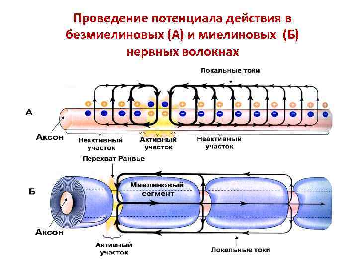 Словарь терминов. Анатомия нервной системы Функциональная анатомия центральной нервной системы