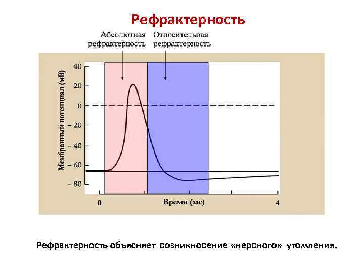 Словарь терминов. Анатомия нервной системы Функциональная анатомия центральной нервной системы