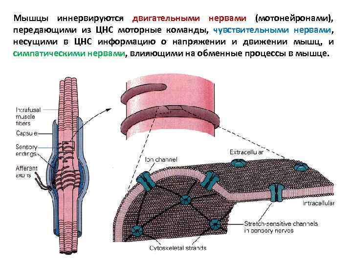 Словарь терминов. Анатомия нервной системы Функциональная анатомия центральной нервной системы