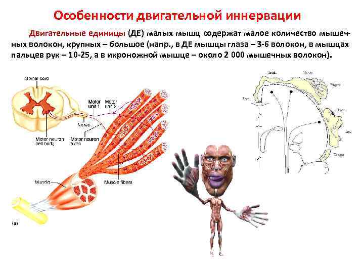 Словарь терминов. Анатомия нервной системы Функциональная анатомия центральной нервной системы