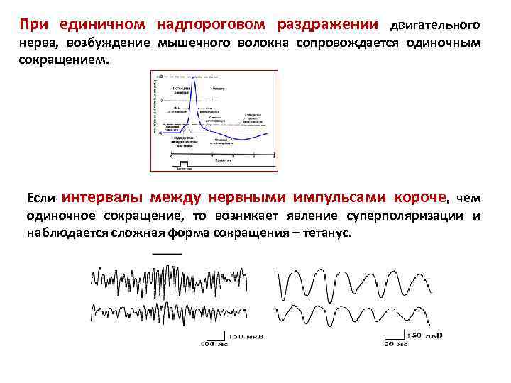 Словарь терминов. Анатомия нервной системы Функциональная анатомия центральной нервной системы