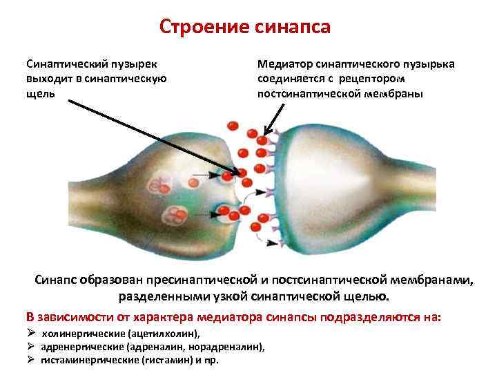 Словарь терминов. Анатомия нервной системы Функциональная анатомия центральной нервной системы