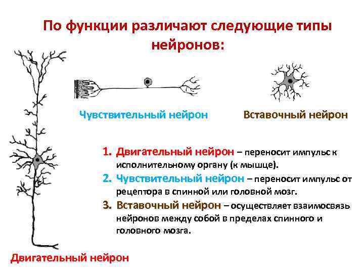Словарь терминов. Анатомия нервной системы Функциональная анатомия центральной нервной системы