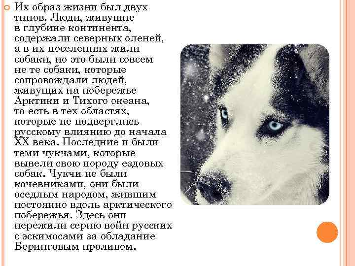 Презентация на тему хаски. Презентация на тему "хаски" Презентация на тему собаки хаски