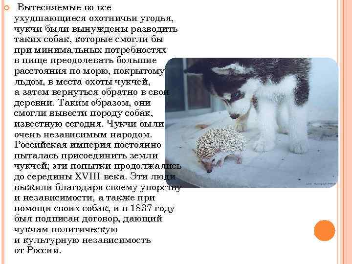 Презентация на тему хаски. Презентация на тему "хаски" Презентация на тему собаки хаски