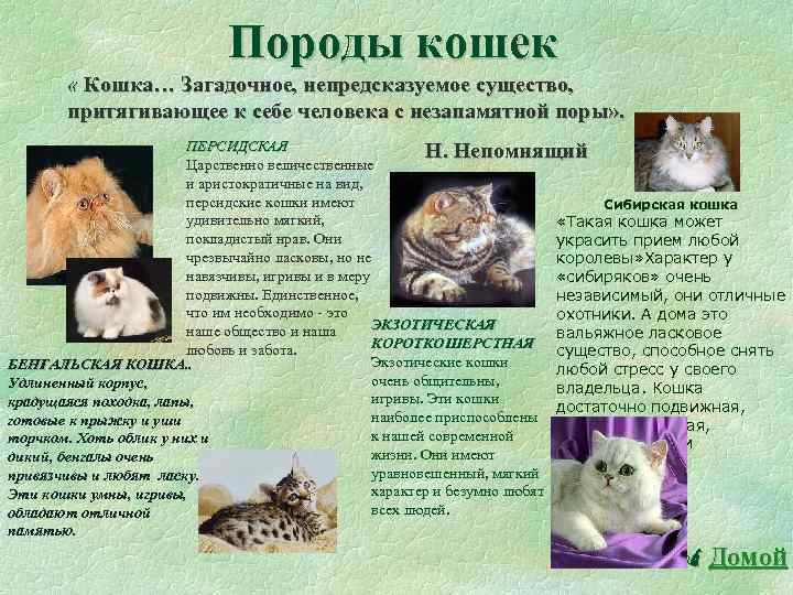 Всемирный день кошек презентация детям дошкольного возраста. Развлечение «1 марта-Всемирный день кошек» (подготовительная группа)-фотоотчет