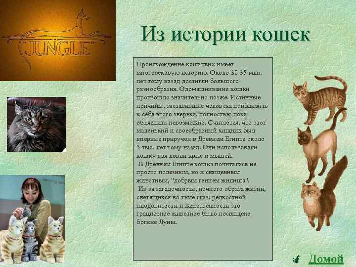 Всемирный день кошек презентация детям дошкольного возраста. Развлечение «1 марта-Всемирный день кошек» (подготовительная группа)-фотоотчет