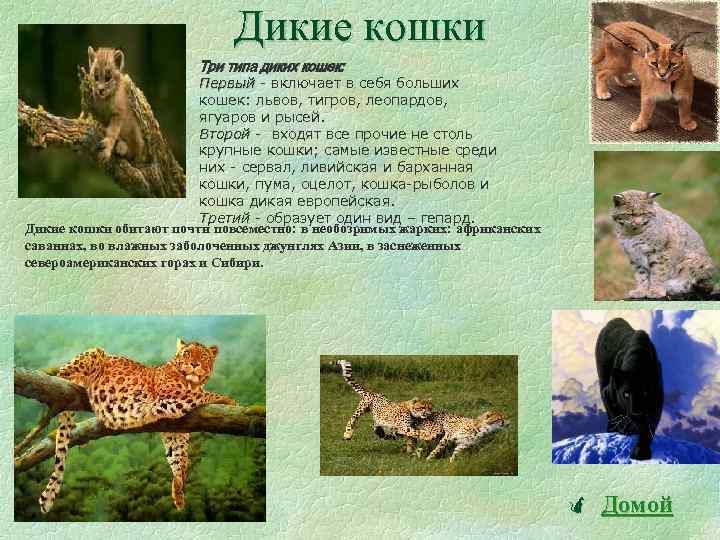 Всемирный день кошек презентация детям дошкольного возраста. Развлечение «1 марта-Всемирный день кошек» (подготовительная группа)-фотоотчет