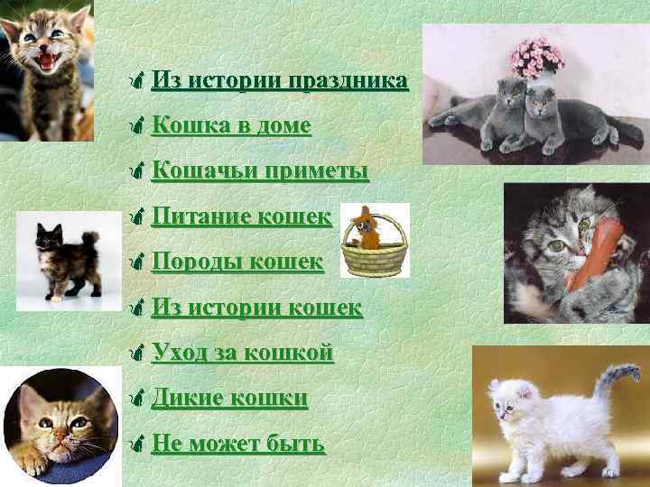Всемирный день кошек презентация детям дошкольного возраста. Развлечение «1 марта-Всемирный день кошек» (подготовительная группа)-фотоотчет