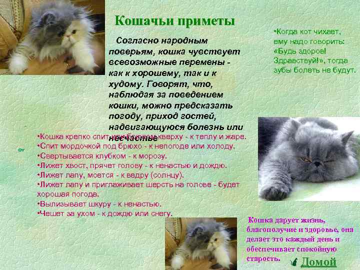 Всемирный день кошек презентация детям дошкольного возраста. Развлечение «1 марта-Всемирный день кошек» (подготовительная группа)-фотоотчет