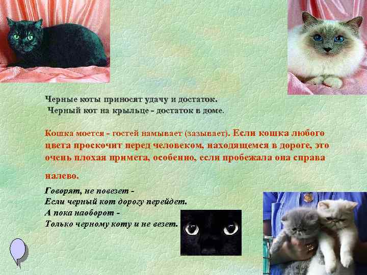 Всемирный день кошек презентация детям дошкольного возраста. Развлечение «1 марта-Всемирный день кошек» (подготовительная группа)-фотоотчет