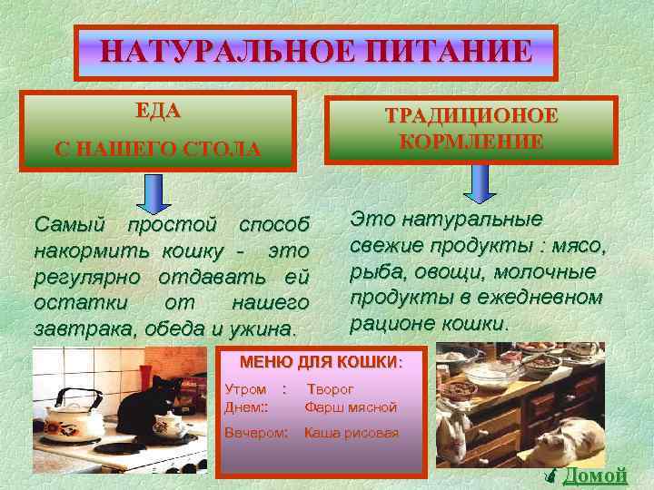 Всемирный день кошек презентация детям дошкольного возраста. Развлечение «1 марта-Всемирный день кошек» (подготовительная группа)-фотоотчет