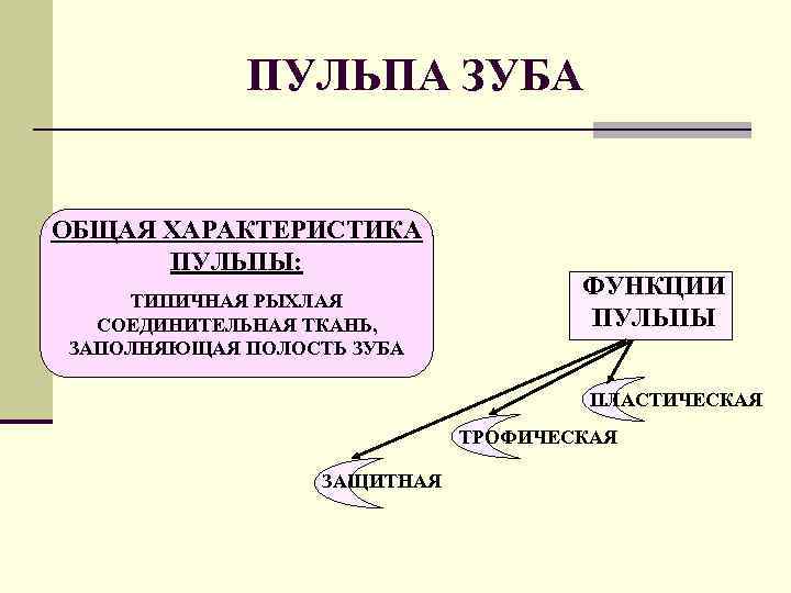 Соединительная ткань функционального элемента зуба. Полость зуба заполненная рыхлой тканью называется Из чего состоит человеческий зуб