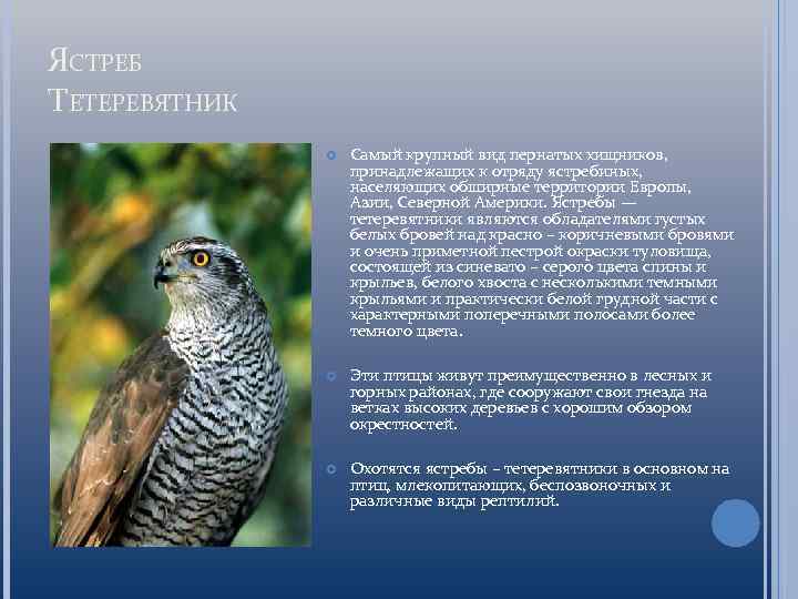 Ястреб ареал обитания. Экологическое описание ястреба тетеревятника в экосистеме. Презентация ястреб тетеревятник. Ястреб-перепелятник описание. Экологическое описание ястреба тетеревятника в экосистеме.