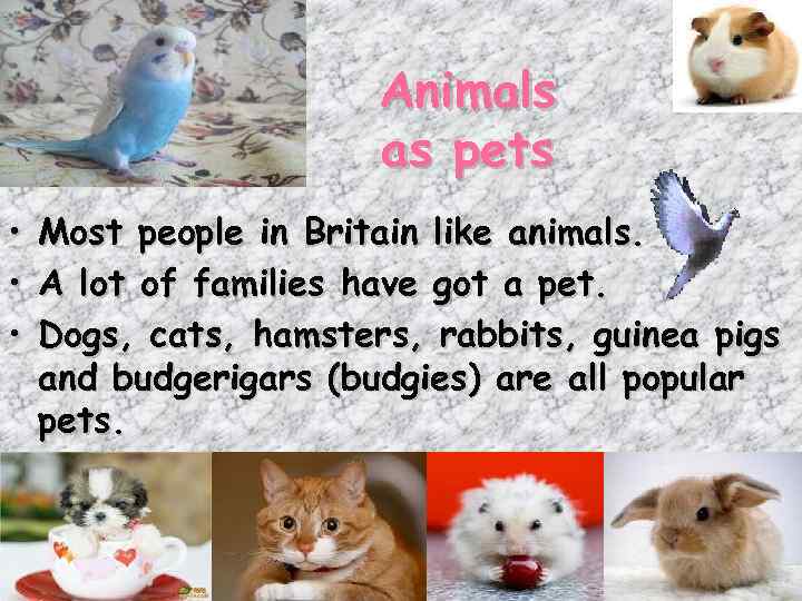 Animals Animals As Pets Image 2 