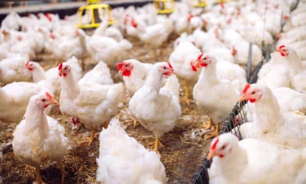 Niger Loses Thousands Of Birds To Avian Flu Outbreak