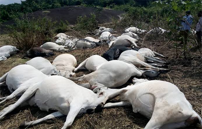 30 Cows Die Mysteriously In Ondo State , Police Begin Investigation