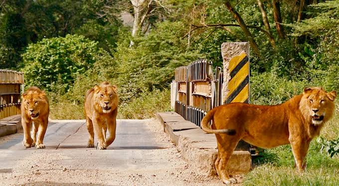 Six Lions Die From Suspected Poisoning In Uganda