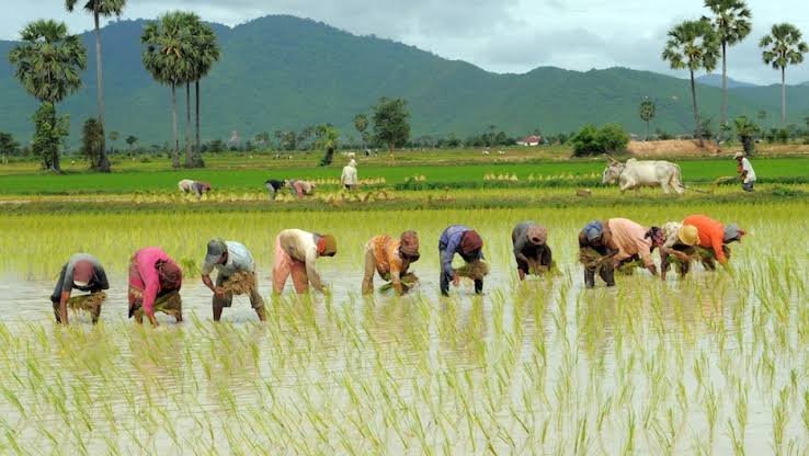 Katsina Partners South Korea, Dangote To Train 230,000 Rice Farmers