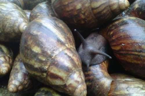 Houston Airport Officials Seize Nigerian Snails Linked With Rare Meningitis