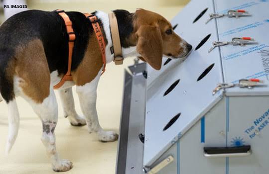 FG To Spend N658.7m To Buy Sniffer Dogs In Abuja, Lagos Airports