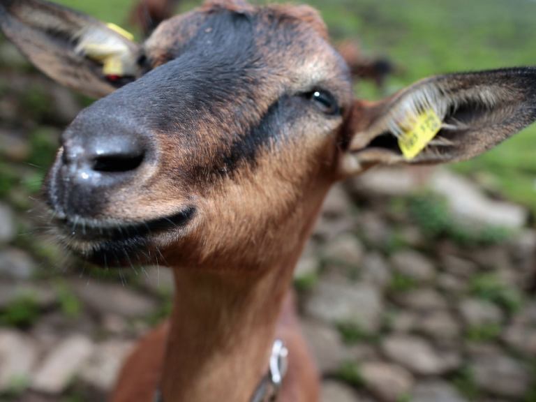 Police Arrest Man While Having Sex With Goat In Jigawa