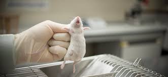 Canada Move To Ban Testing Of Cosmetics On Animals