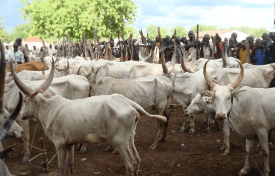 Police Recover 77 Stolen Cows In Plateau