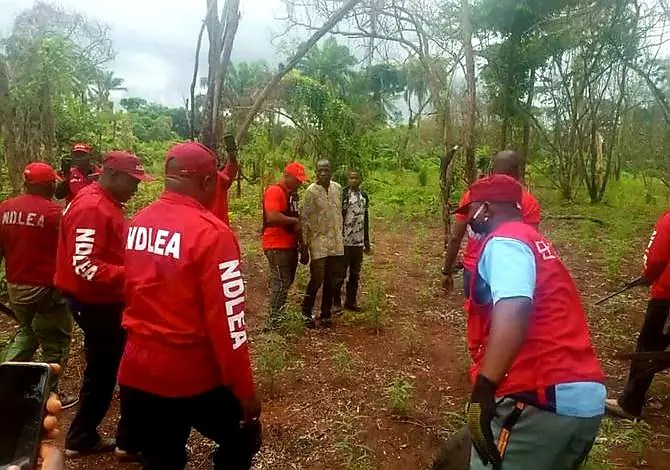 NDLEA destroys hectares of Indian hemp farm in Ogun