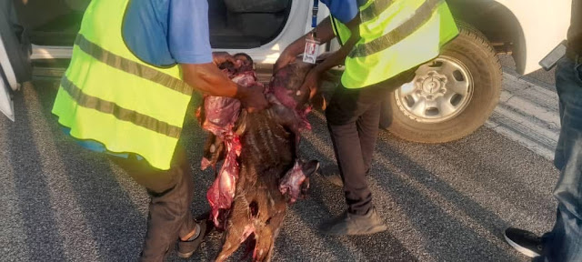 Aircraft  collides with large antelope while taxiing on runway in Abuja