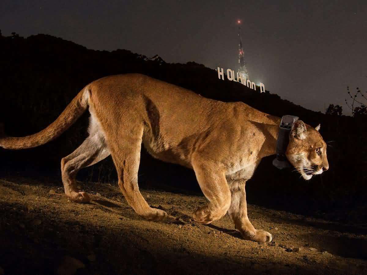Chasing a Mountain Lion in Hollywood’s Urban Jungle