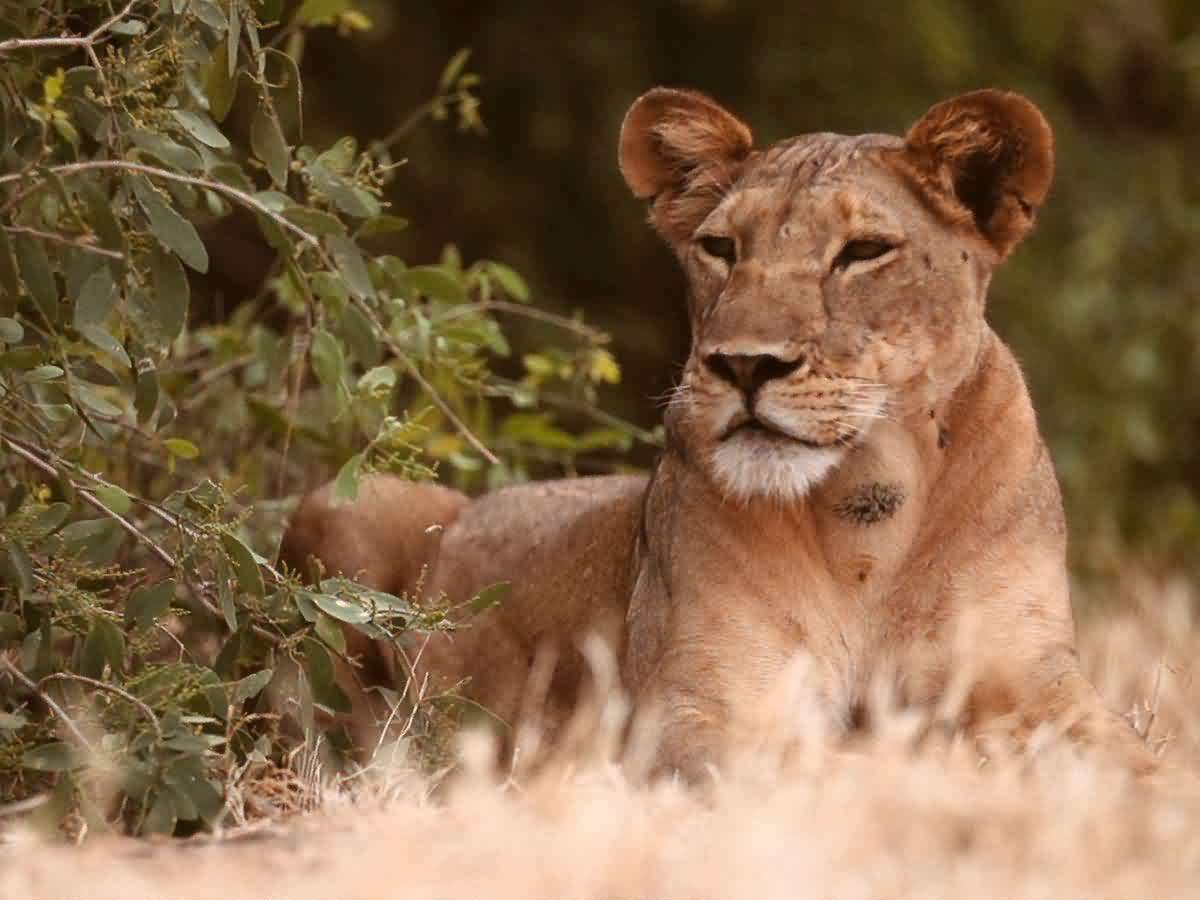 Lion Protector Biologist Helps Big Cats