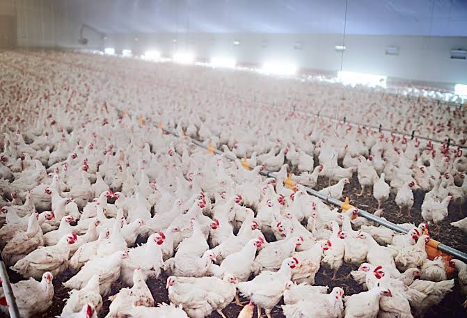 Katsina Govt Confirms Outbreak Of Bird Flu