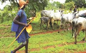 Open Grazing Banned in Katsina