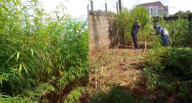 Police Uncover Cannabis Farm, Arrest Owner In FCT